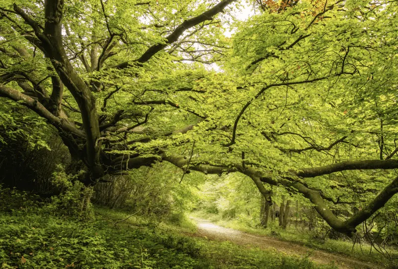 green-forest-systematic-conservation-planning