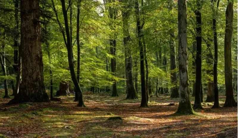 forest-biodiversify-landscapes