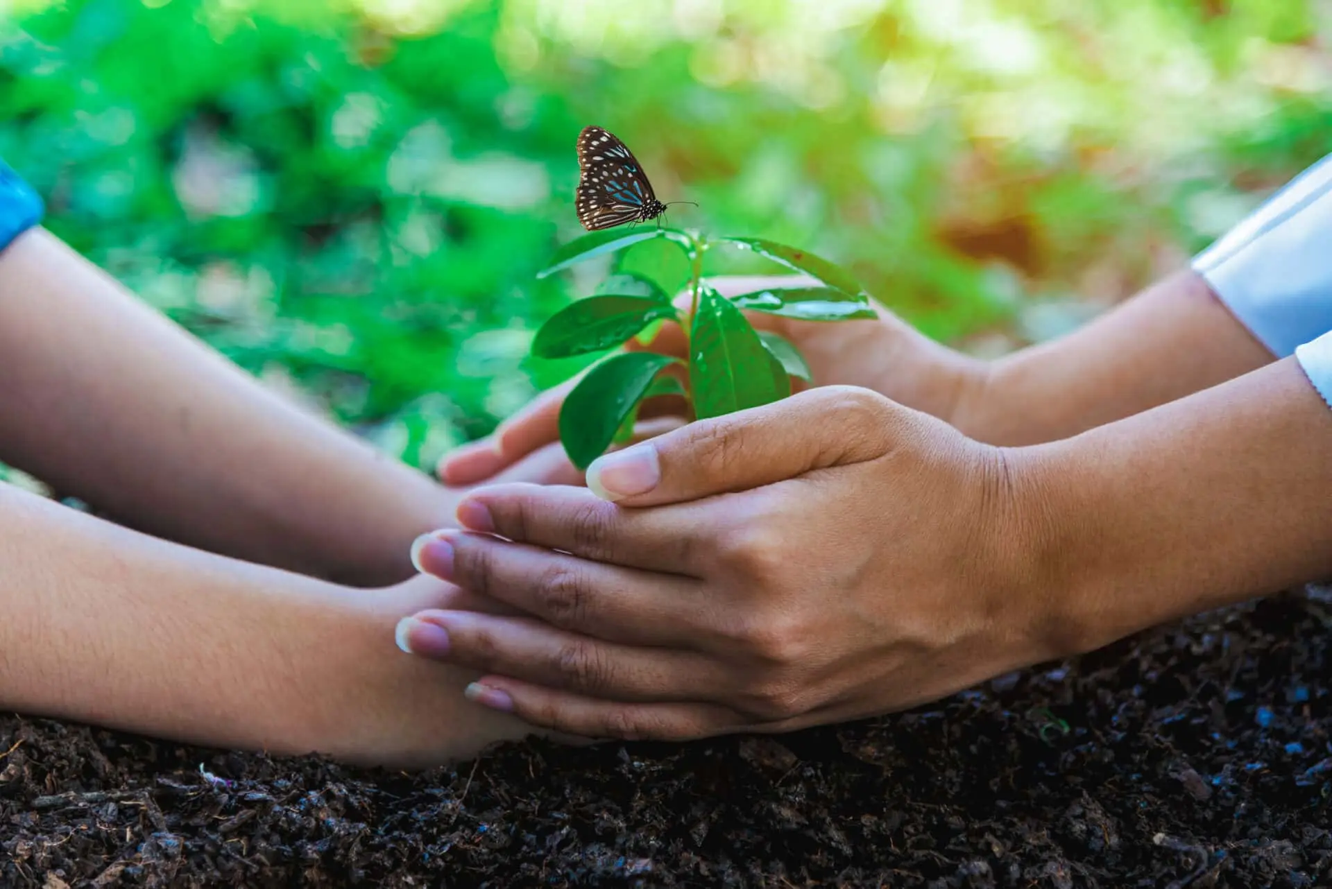 two-hands-around-a-flower-about-biodiversify